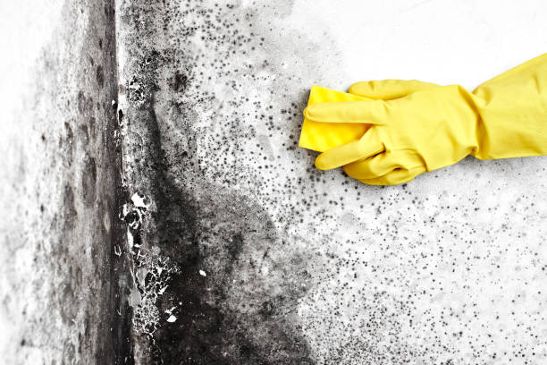 Best Mold Damage Repair  in Dayton, IN