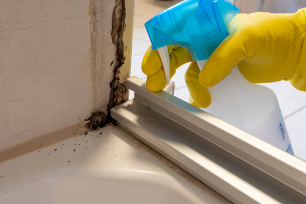 Best Certified Mold Removal  in Dayton, IN