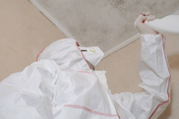 Best Black Mold Removal  in Dayton, IN