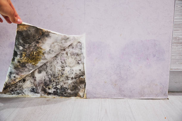 Best Best Mold Removal Companies  in Dayton, IN